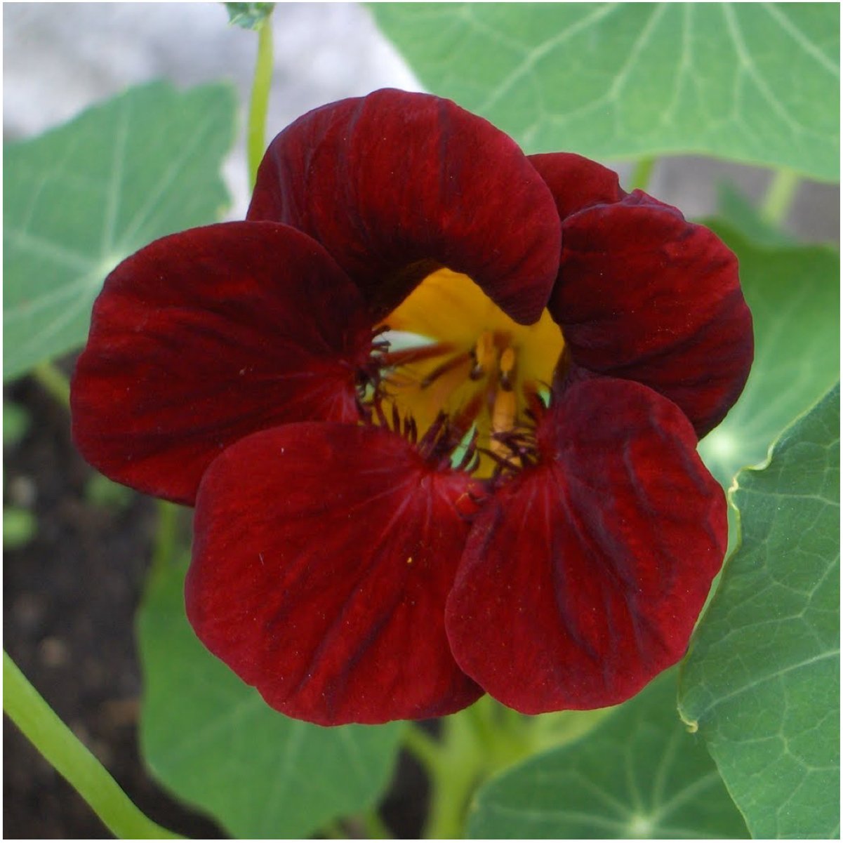 Black Velvet Nasturtium