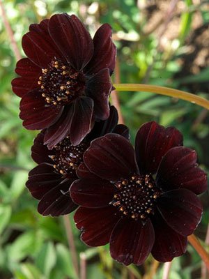 Chocolate Cosmos