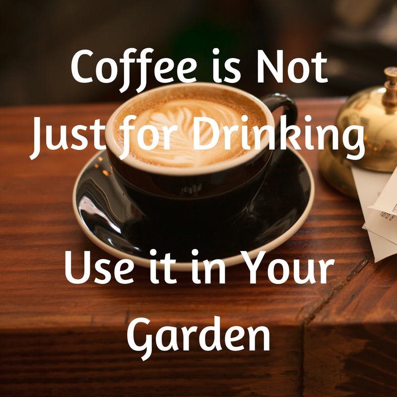 Coffee is Not Just for Drinking - Use it in Your Garden