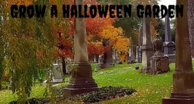 Grow a Halloween Garden