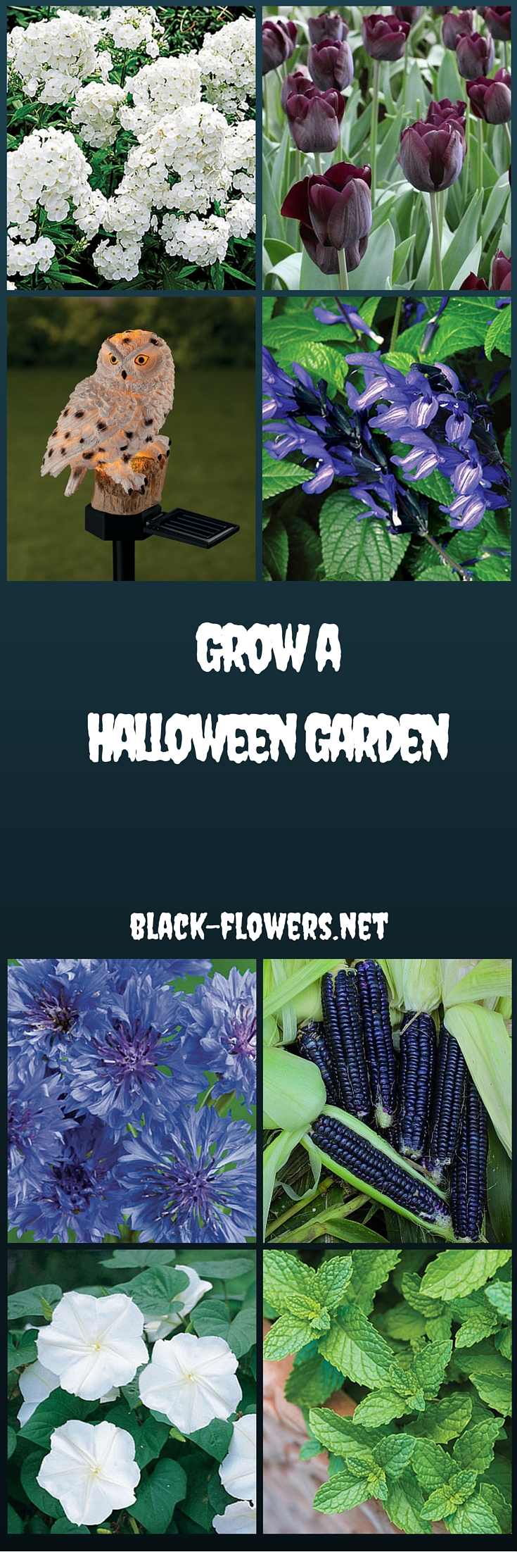 Grow a Halloween Garden