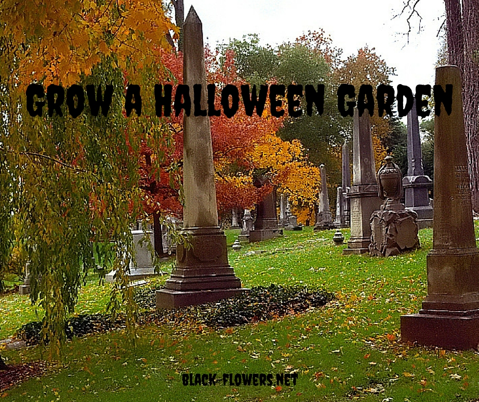 Grow a Halloween Garden