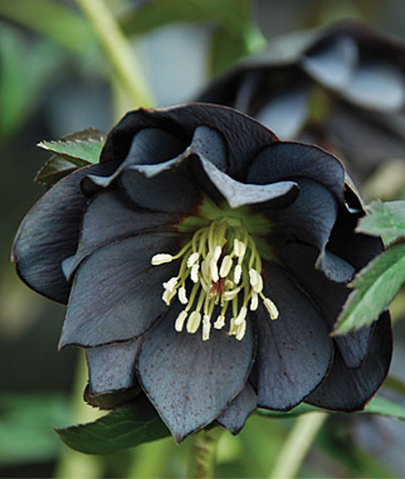 Hellebore Onyx Odyssey