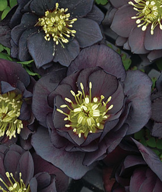 New Black Flowers and Fruits for 2016