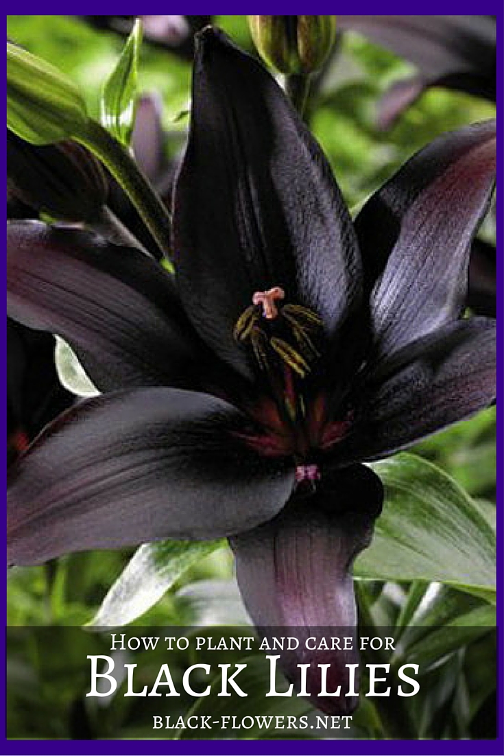 How to plant and care for black lilies