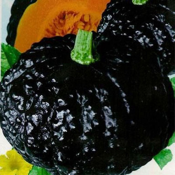 Japanese Black Pumpkin - Kabocha