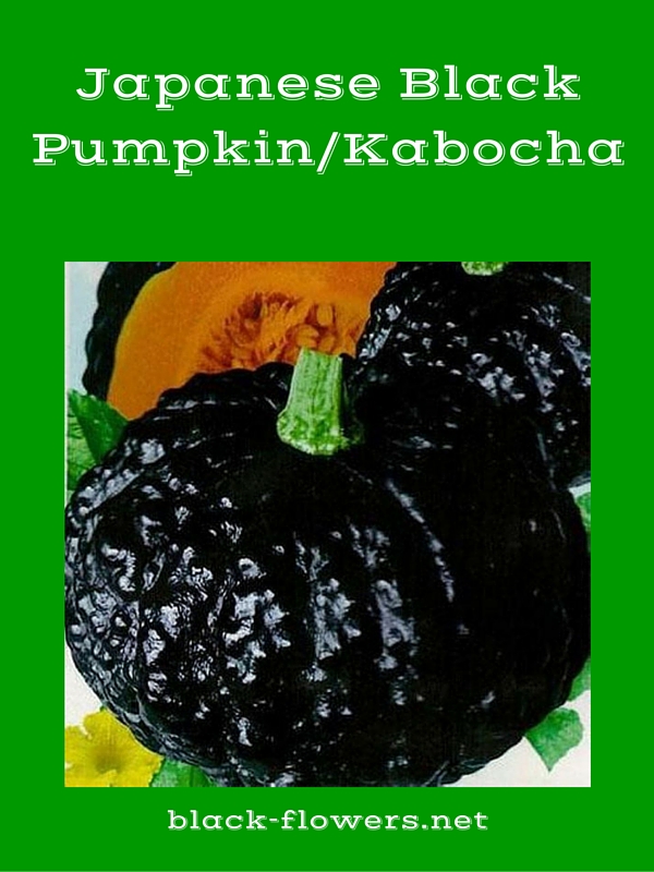 Japanese Black Pumpkin/Kabocha