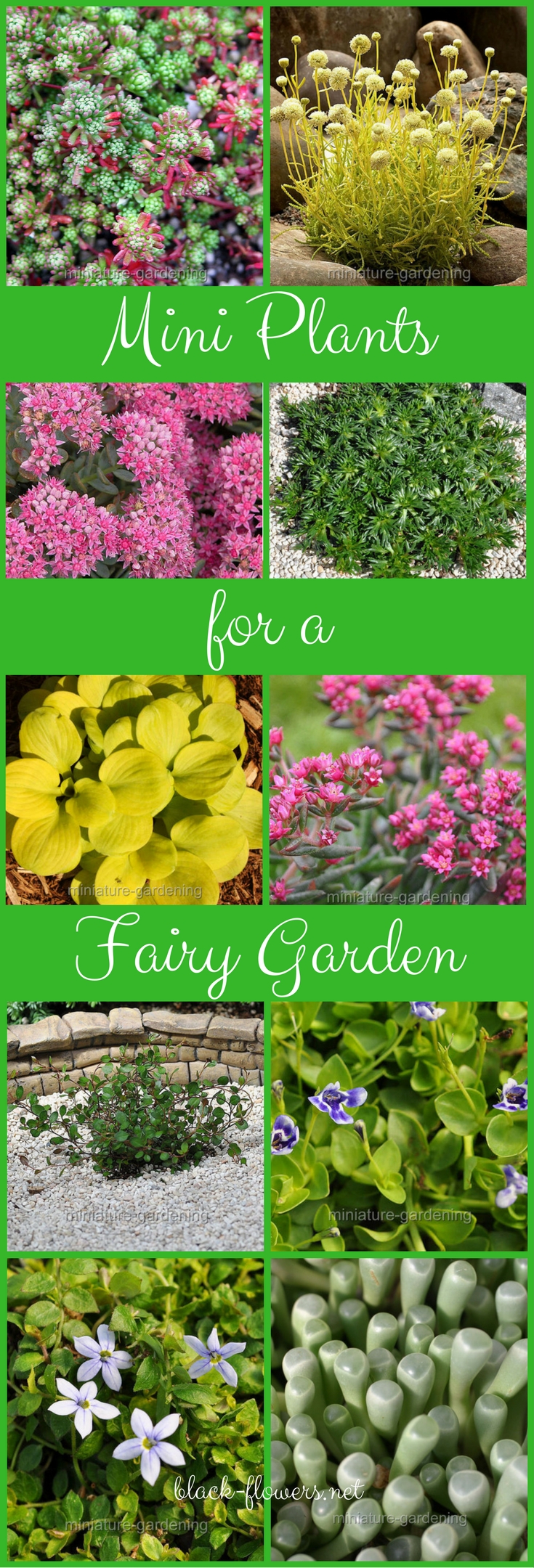 Mini Plants for a Fairy Garden