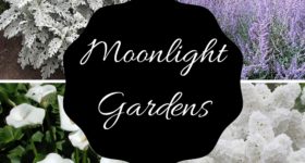 Enjoy Moonlight Gardens at Night