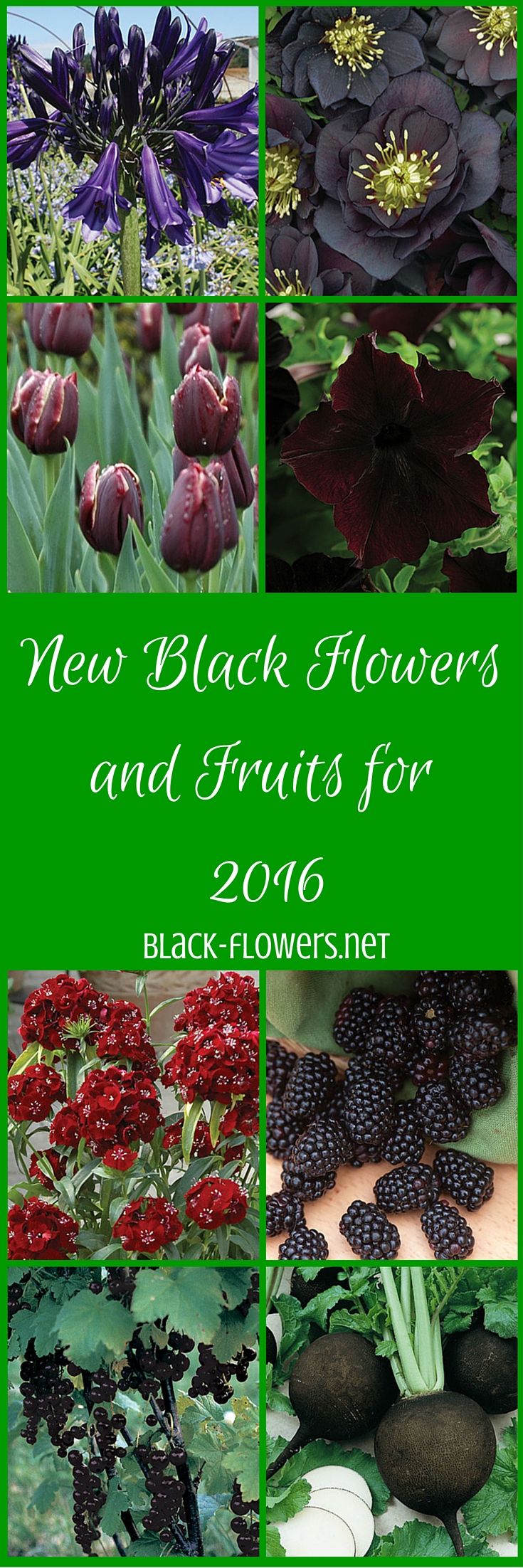 New Black Flowers and Fruits for 2016