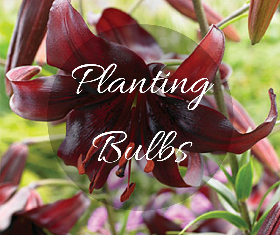 Planting Bulbs