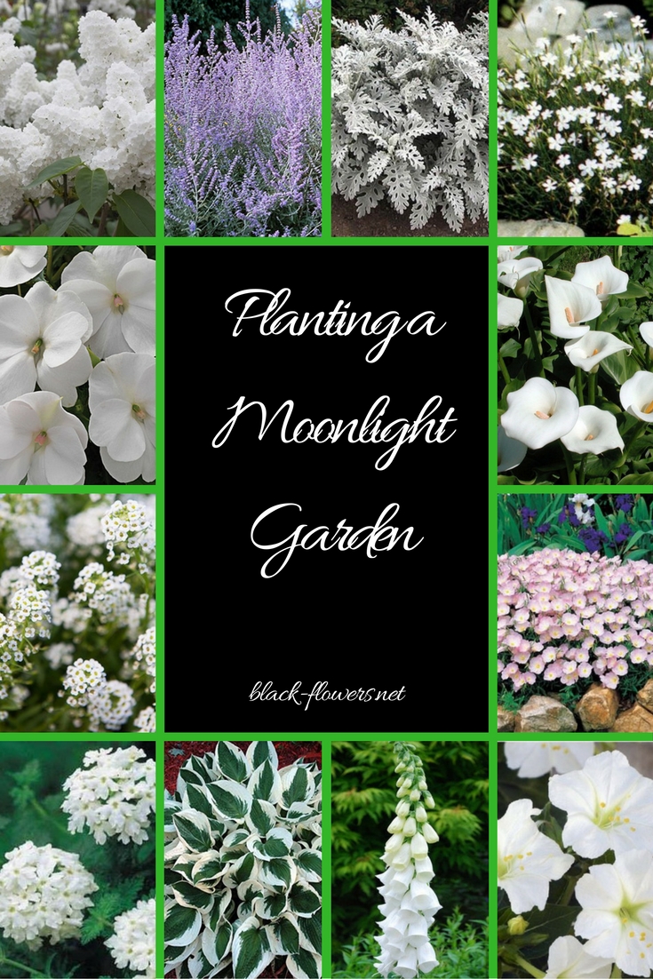 Planting a Moonlight Garden