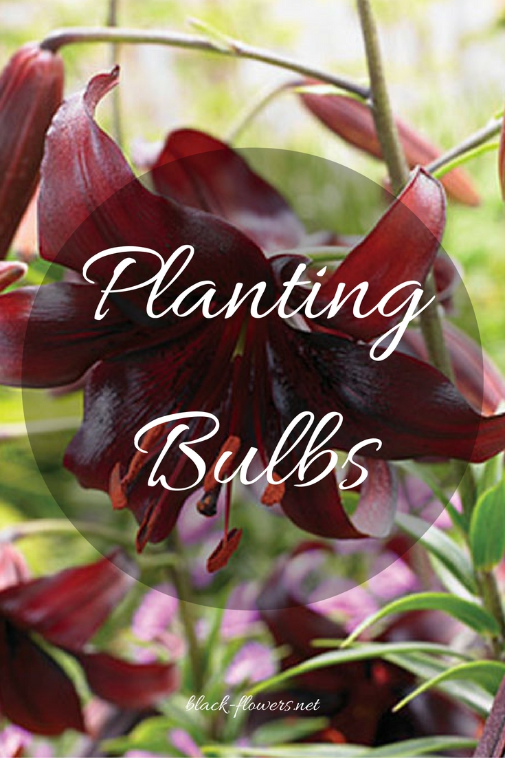 Planting Bulbs