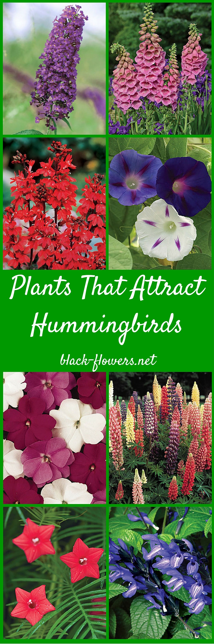 Plants That Attract Hummingbirds