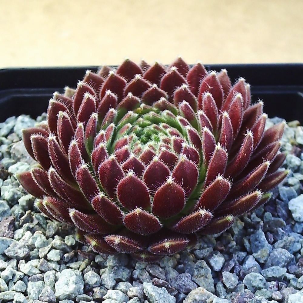 Sempervivium Crimson Velvet