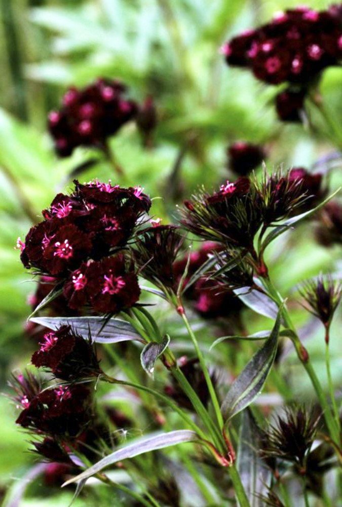 Sooty Sweet William