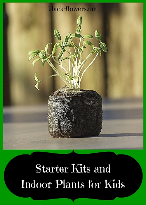 Starter Kits and Indoor Plants for Kids