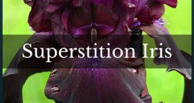 Superstition Iris