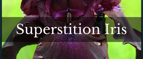Superstition Iris