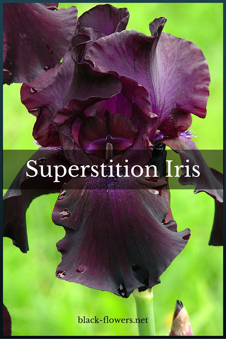 Tall Bearded Iris Rhizome Superstition Approaching Black ~ 2 fan