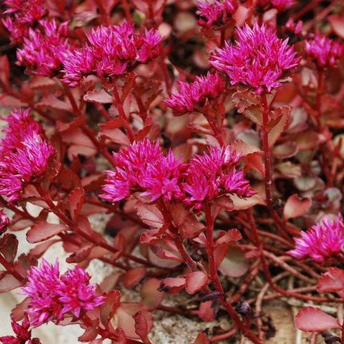 Voodoo Sedum Flowering