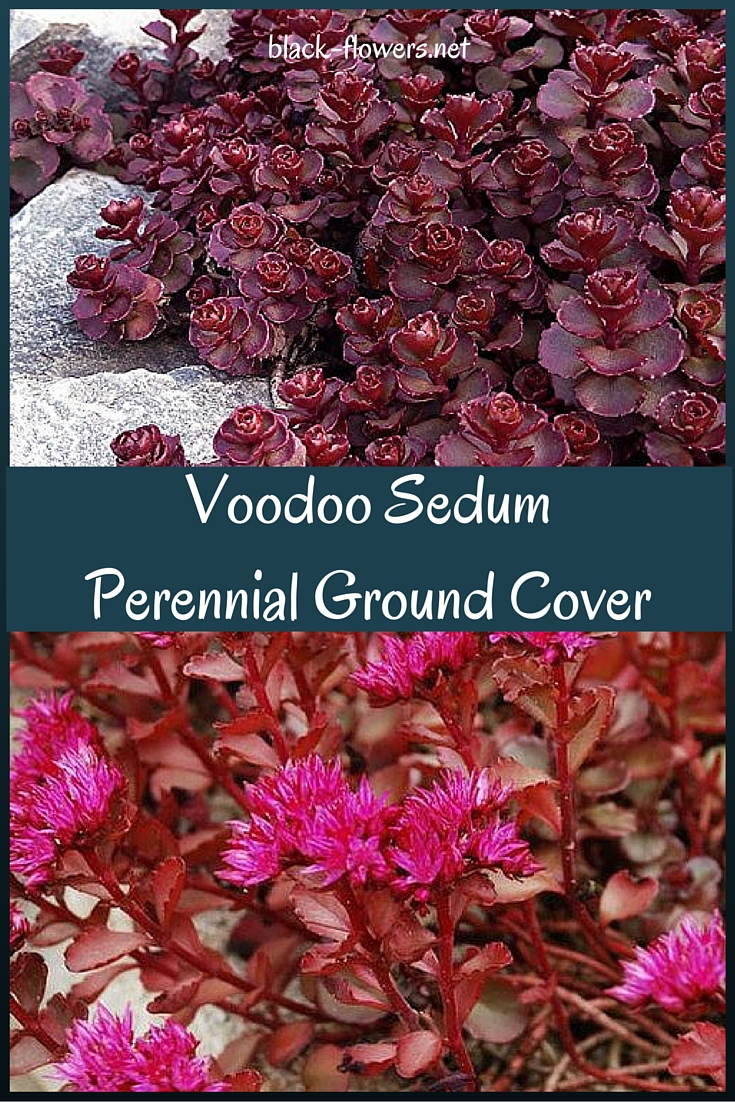 Voodoo Sedum Perennial Ground Cover