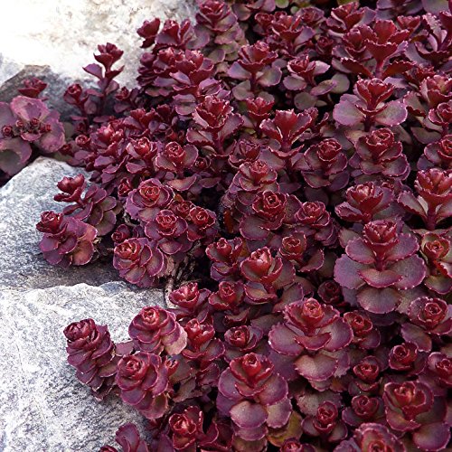 Voodoo Sedum Perennial Ground Cover