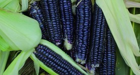 Black Aztec Corn