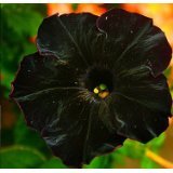 50 Black Cat Petunia Seeds