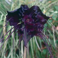 5 BAT FLOWER (Cats Whiskers / Devil Flower) Tacca Chantrieri Flower Seeds