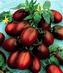 4 Plants - Black Russian Plum Tomato
