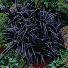 3 Containers of 2.5 Inch Pot of Black Mondo Decorative Grass, Nicely Rooted