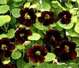 25+ Black Velvet Nasturtium Flower Seeds / Self-seeding Annual