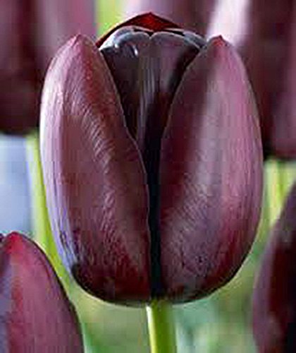 Queen of Night Tulip