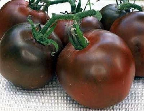 Black Prince Tomato 15 Seeds Heirloom
