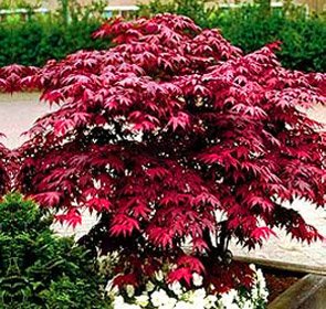 Japanese Red Maple Tree