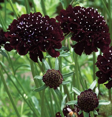 Flower Scabiosa Black Knight