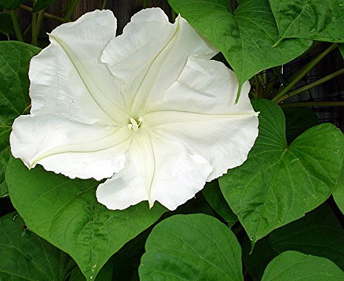 White Moonflower Vine Seeds