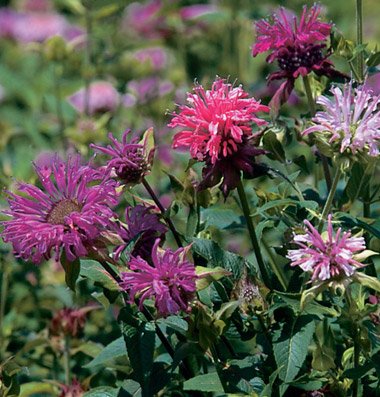 Flower Bee Balm Panorama Mix
