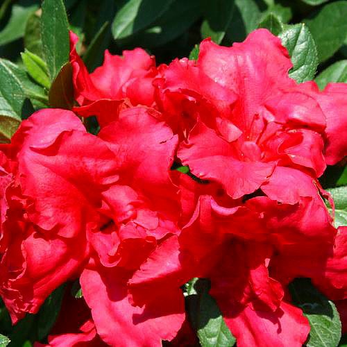 Red Everblooming Azalea