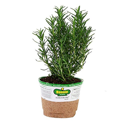 Rosemary Herb Plant