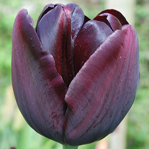 Queen of Night Single Late Tulip Bulbs