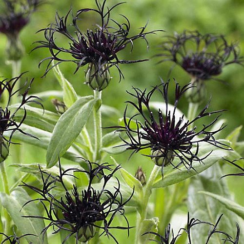 Centaurea, Black Sprite PPAF