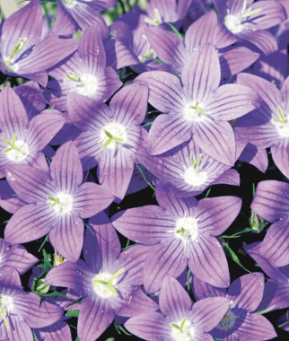 Campanula, Meteora 1 Pkt. (25 seeds)