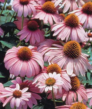 Echinacea, Magnus 1 Pkt. (50 seeds)