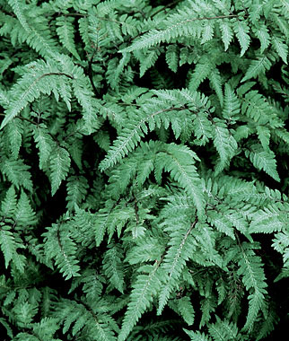 Fern, Japanese Painted 1 Plant