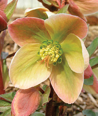 Hellebore, Ivory Prince 1 Plant
