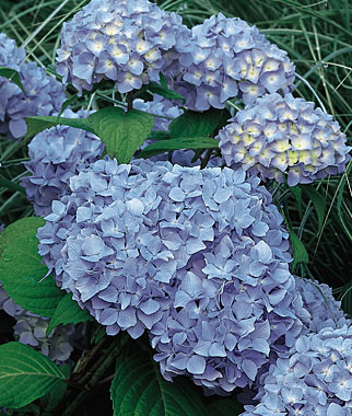 Hydrangea, Nikko Blue 1 Plant