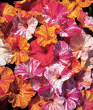 Four O'Clock, Kaleidoscope 1 Pkt. (35 seeds)