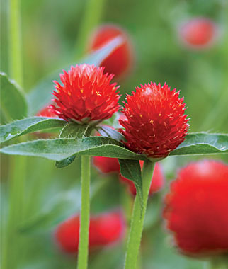 Gomphrena, Strawberry Fields 1 Pkt. (100 seeds)
